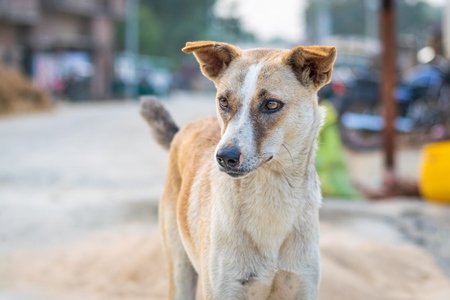 Street dog  on the road in city in Bihar