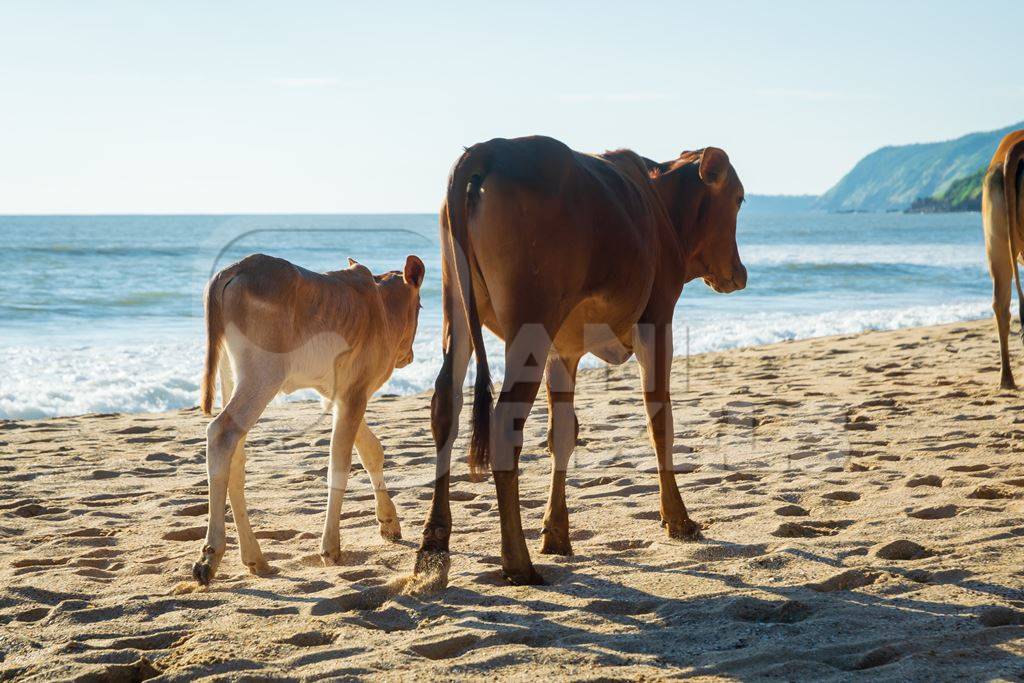 Many cows on the beach in Goa, India