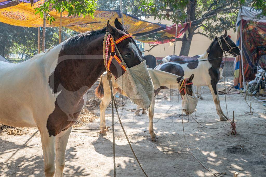 Horses tied up and eating from nosebags at Sonepur horse fair or mela in rural Bihar, India