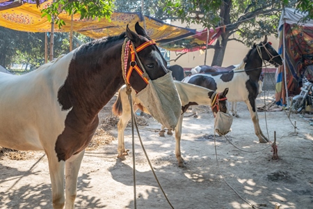 Horses tied up and eating from nosebags at Sonepur horse fair or mela in rural Bihar, India