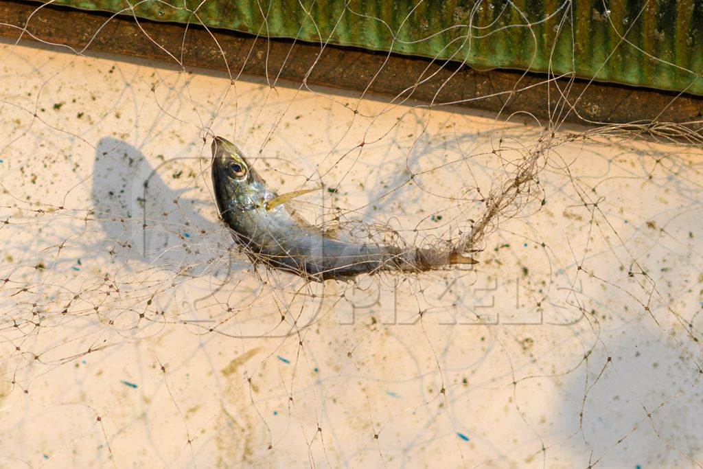 Indian fish caught in fishing net on beach in Goa, India, 2022