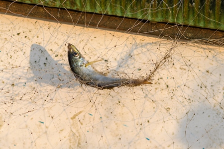 Indian fish caught in fishing net on beach in Goa, India, 2022