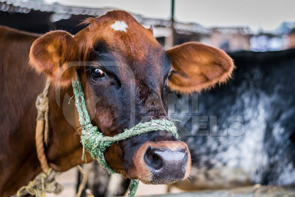 Dairy cow tied up in a stall in an urban dairy in Maharashtra