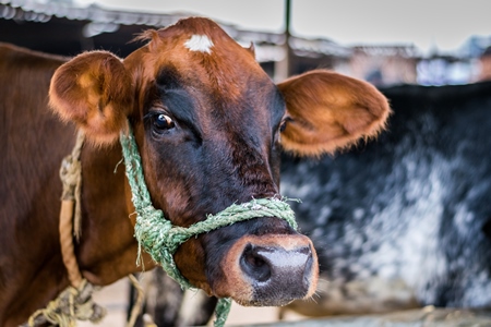 Dairy cow tied up in a stall in an urban dairy in Maharashtra