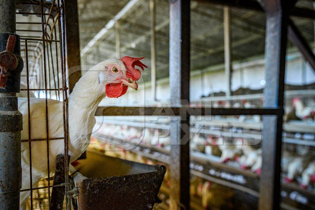 Indian chicken or layer hen reaches out from a wire battery cage on an egg farm on the outskirts of Ajmer, Rajasthan, India, 2022