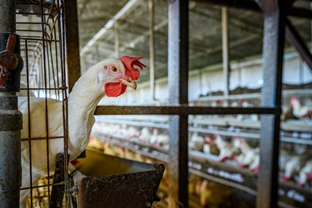 Indian chicken or layer hen reaches out from a wire battery cage on an egg farm on the outskirts of Ajmer, Rajasthan, India, 2022