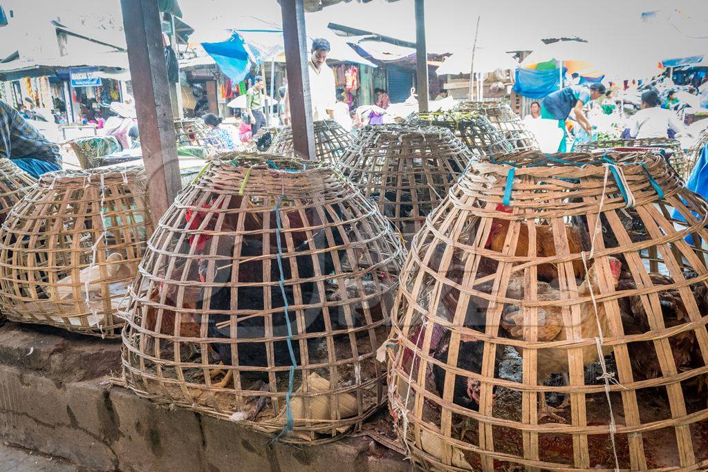 Chickens on sale in bamboo baskets at an animal market