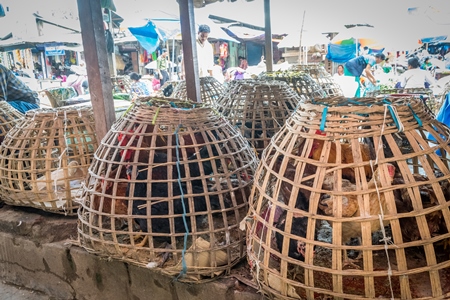 Chickens on sale in bamboo baskets at an animal market