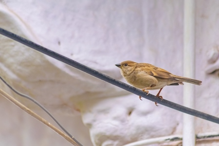 Photo of a single Indian sparrow bird sitting on a wire in an urban city in Maharashtra in India