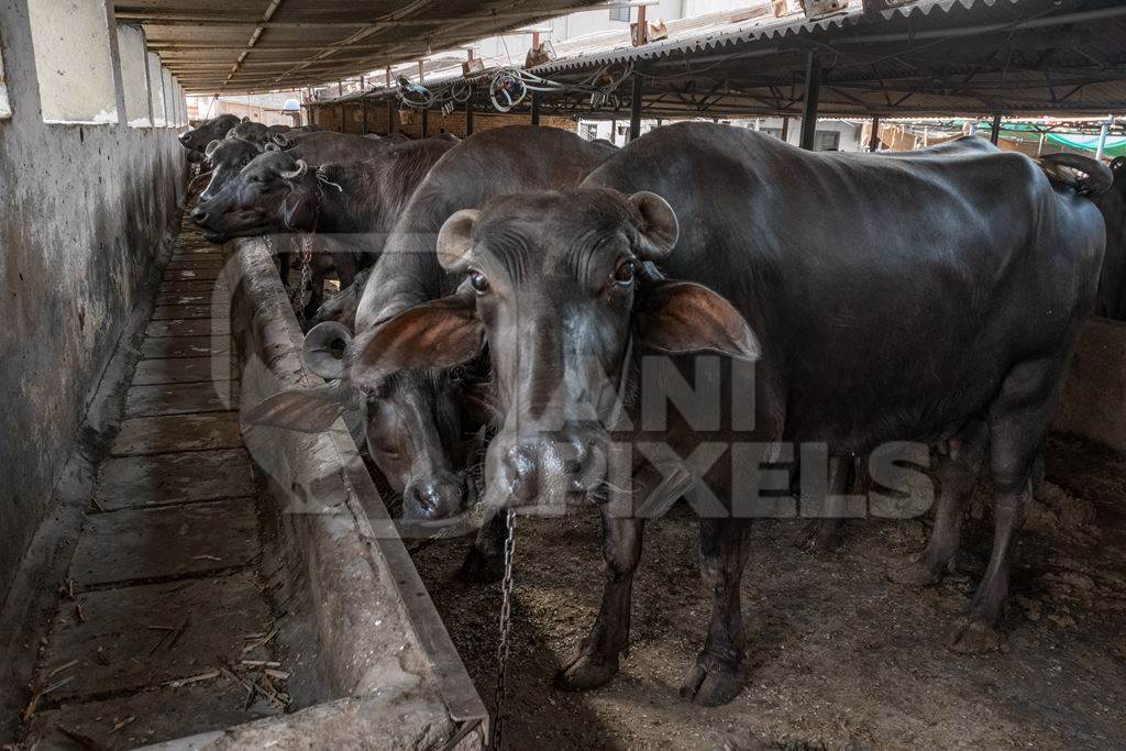 Indian buffaloes in a very dark and dirty buffalo shed at an urban dairy in a city in Maharashtra