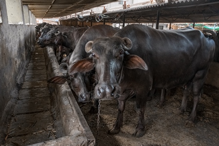 Indian buffaloes in a very dark and dirty buffalo shed at an urban dairy in a city in Maharashtra