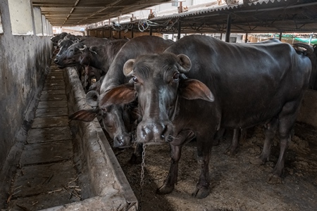 Indian buffaloes in a very dark and dirty buffalo shed at an urban dairy in a city in Maharashtra