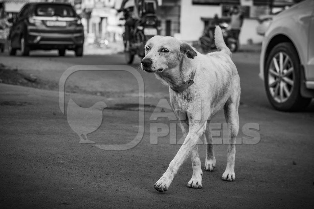 Indian stray or street dog or Indian pariah dog in busy road with traffic in urban city in Maharashtra, India, 2021