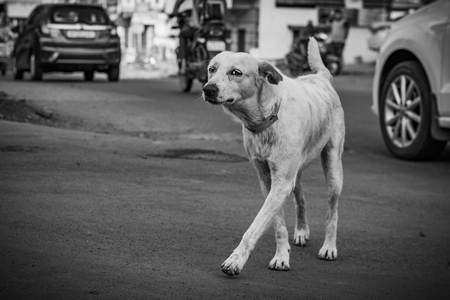 Indian stray or street dog or Indian pariah dog in busy road with traffic in urban city in Maharashtra, India, 2021