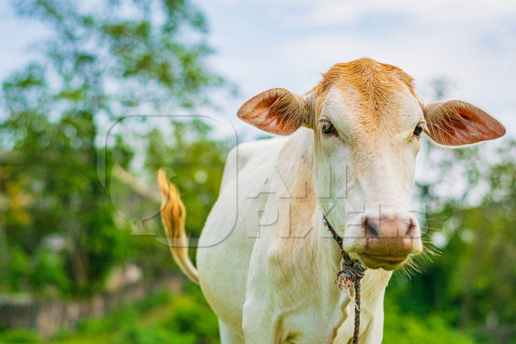 Cream Indian cow with rope in a green field in a village in Assam, India