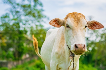 Cream Indian cow with rope in a green field in a village in Assam, India