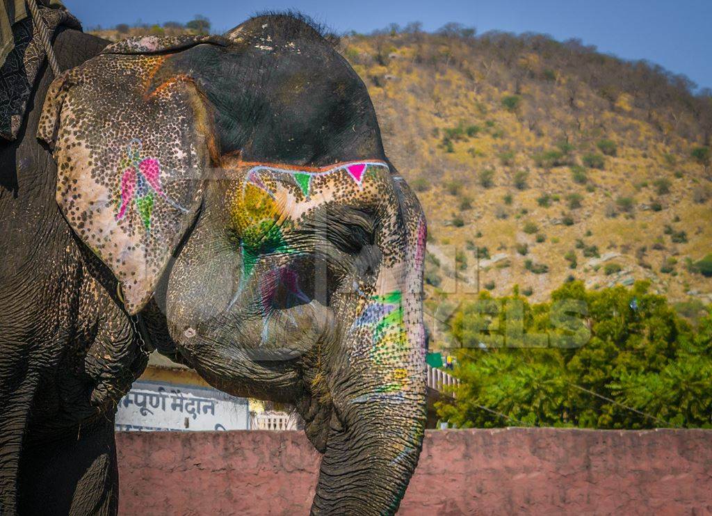 Painted elephant used for entertainment tourist ride walking on street in Ajmer