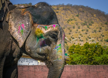 Painted elephant used for entertainment tourist ride walking on street in Ajmer