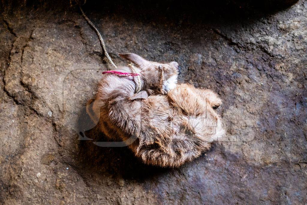 Indian dairy buffalo calf tied up on an urban tabela, Pune, Maharashtra, India, 2024