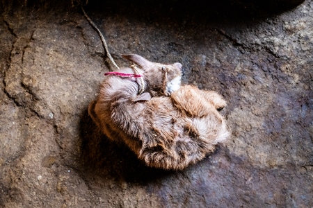 Indian dairy buffalo calf tied up on an urban tabela, Pune, Maharashtra, India, 2024