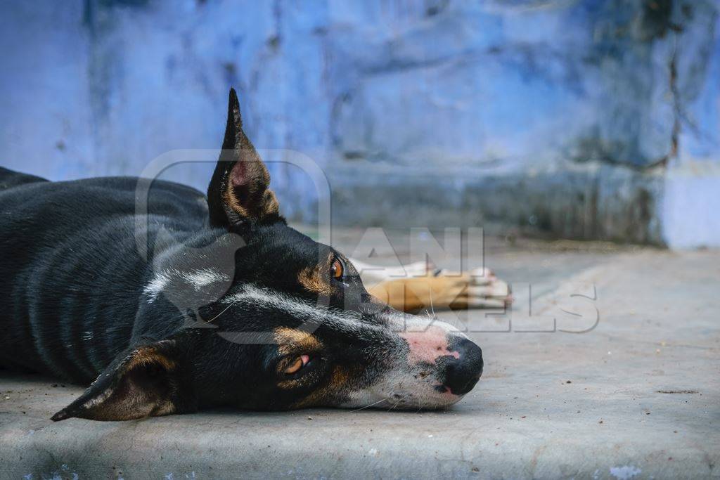 Stray street dog lying on road with blue wall background in urban city of Jodhpur