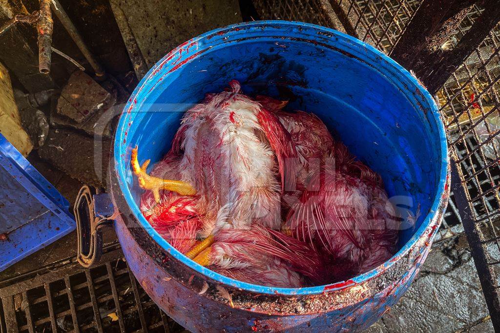 Dead and dying bloody Indian broiler chickens in a plastic drum at Shivaji market, Pune, India, 2024