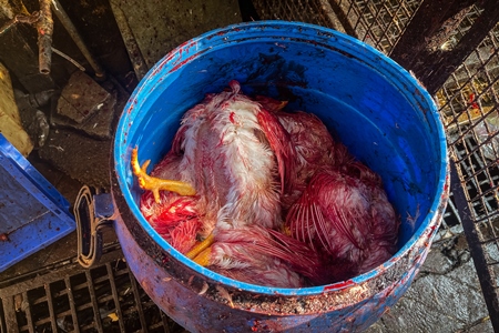 Dead and dying bloody Indian broiler chickens in a plastic drum at Shivaji market, Pune, India, 2024