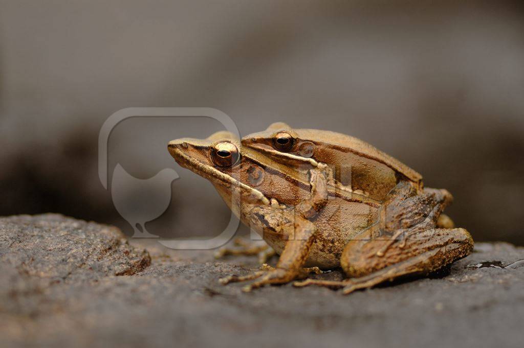 Two brown Indian frogs mating