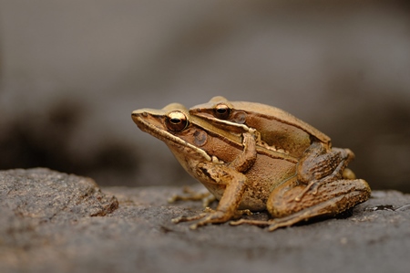 Two brown Indian frogs mating