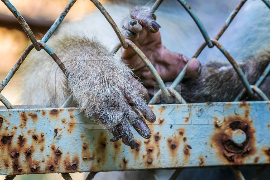 Macaque monkey reaching hands through fence of cage of Mumbai zoo