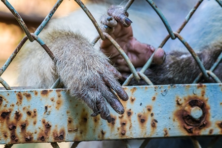 Macaque monkey reaching hands through fence of cage of Mumbai zoo