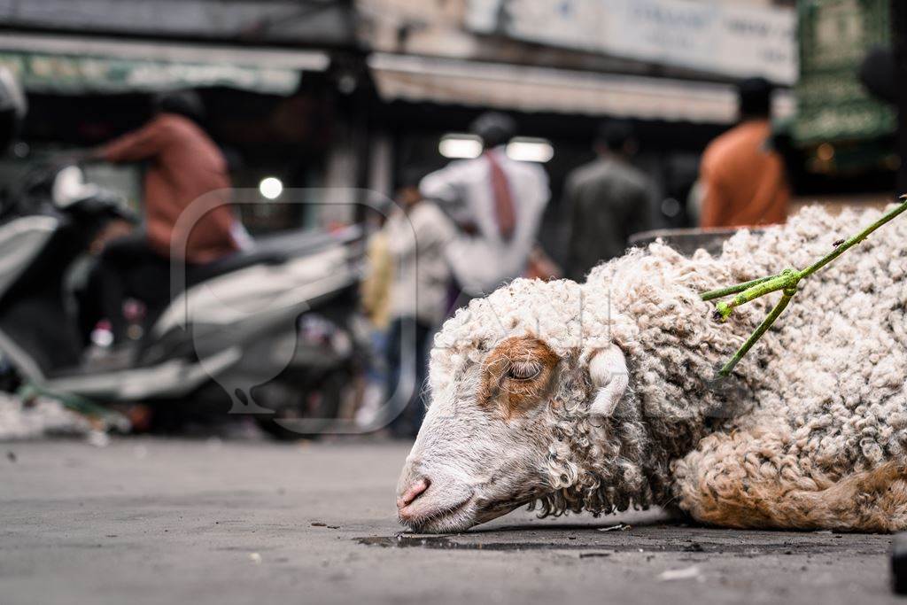 Farmed sheep tied up on the ground near a meat shop, in a street in the city of Delhi, India, 2023