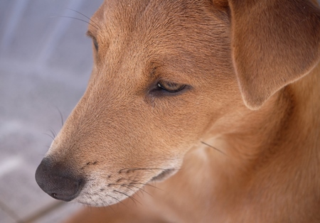 Close up of head of brown street dog