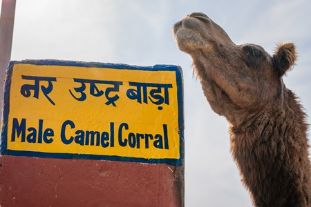 Farmed male camel at the National Research Centre on Camel in Bikaner