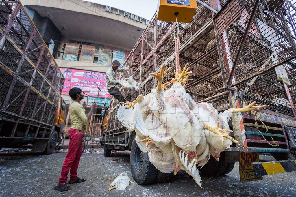 Broiler chickens raised for meat being unloaded from transport trucks near Crawford meat market