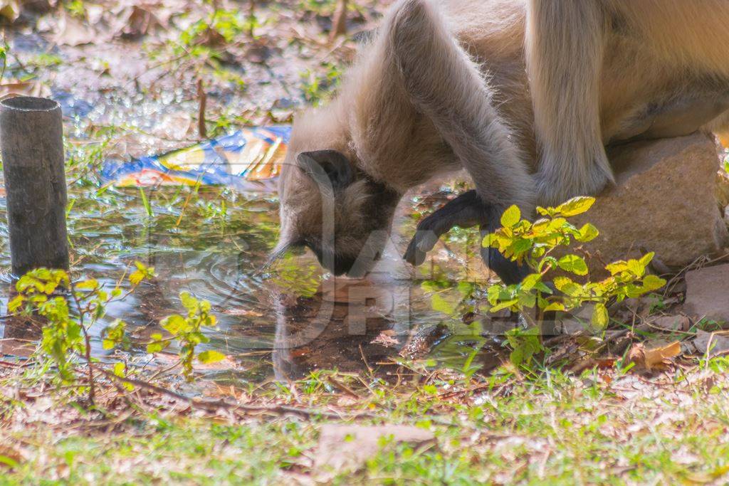 Indian gray or hanuman langur drinking from pool, in Mandore Gardens in the city of Jodhpur in Rajasthan in India