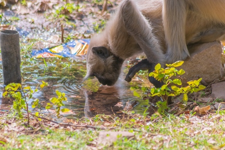 Indian gray or hanuman langur drinking from pool, in Mandore Gardens in the city of Jodhpur in Rajasthan in India