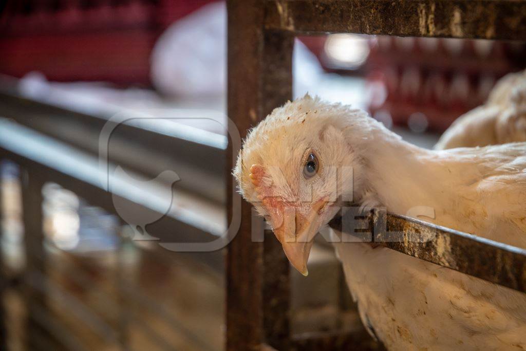 White chicken reaching through the bars of a cage at poultry meat market