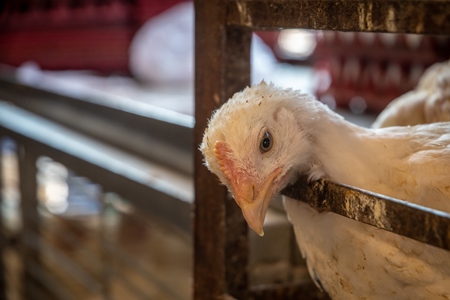 White chicken reaching through the bars of a cage at poultry meat market