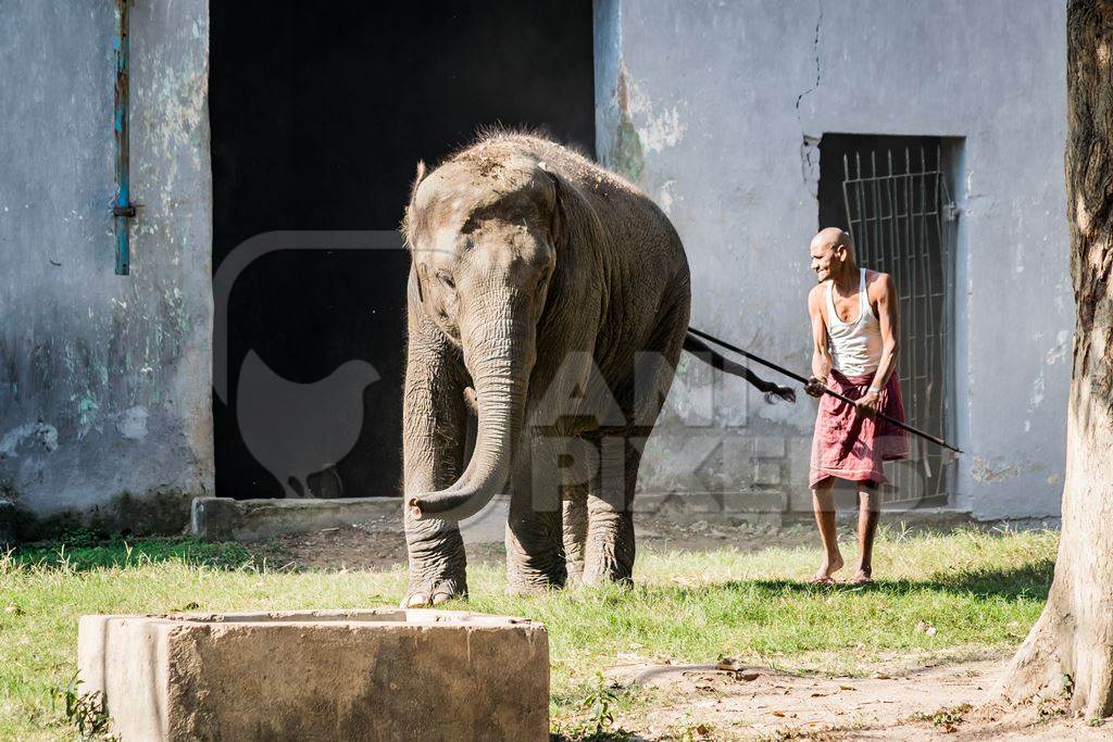 Man hitting elephant with a stick in Sanjay Gandhi Jaivik Udyan zoo