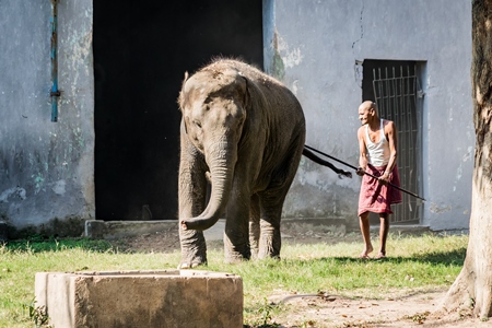 Man hitting elephant with a stick in Sanjay Gandhi Jaivik Udyan zoo