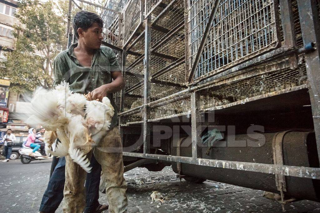 Broiler chickens raised for meat being unloaded from transport trucks near Crawford meat market in Mumbai