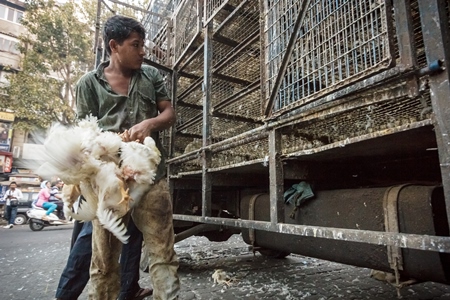 Broiler chickens raised for meat being unloaded from transport trucks near Crawford meat market in Mumbai