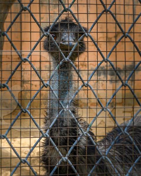 Emu in captivity behind bars at Jaipur zoo, Rajasthan, India, 2022