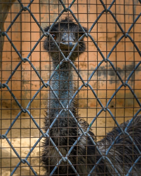 Emu in captivity behind bars at Jaipur zoo, Rajasthan, India, 2022