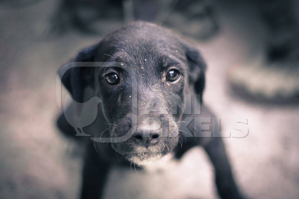 Black puppy face looking up at camera in sepia