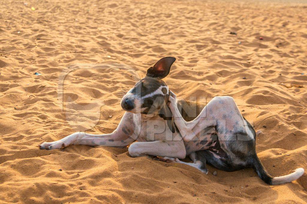 Stray street dog lying on beach in Goa