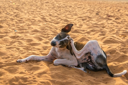 Stray street dog lying on beach in Goa