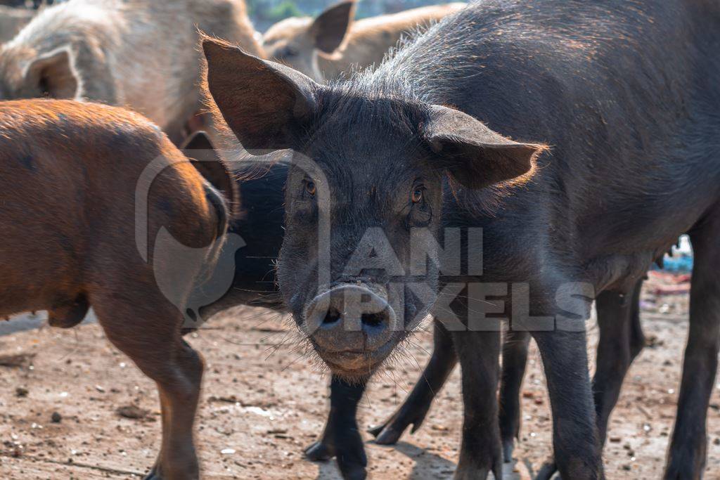 Indian urban or feral pigs in a slum area in an urban city in Maharashtra in India