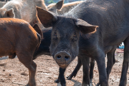 Indian urban or feral pigs in a slum area in an urban city in Maharashtra in India